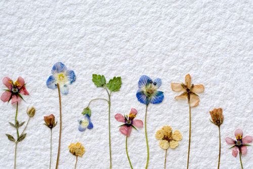 Wie man Blumen für ein Herbarium trocknet