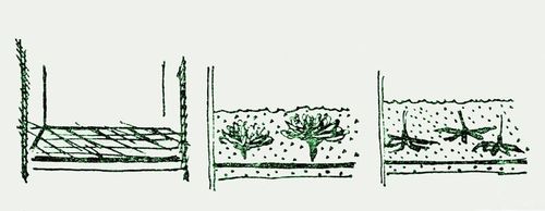 Wie man Blumen für ein Herbarium trocknet