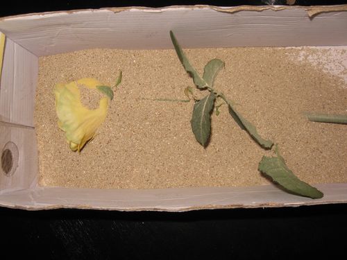 Wie man Blumen für ein Herbarium trocknet