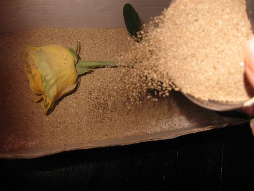 Wie man Blumen für ein Herbarium trocknet