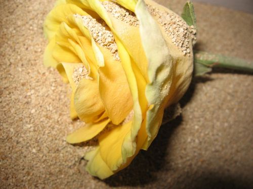 Wie man Blumen für ein Herbarium trocknet
