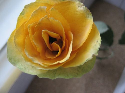 Wie man Blumen für ein Herbarium trocknet