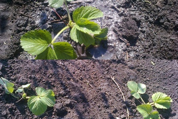  Wie man Erdbeeren verliert - Fotos und Videos