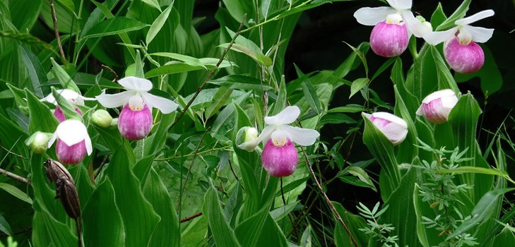 Wie man eine Orchidee vermehrt Wie man eine Orchidee vermehrt