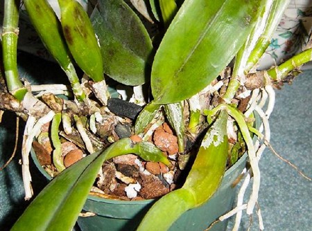 Wie man eine Orchidee vermehrt: Stecklinge