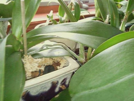 Wie man eine Orchidee verbreitet: Babys