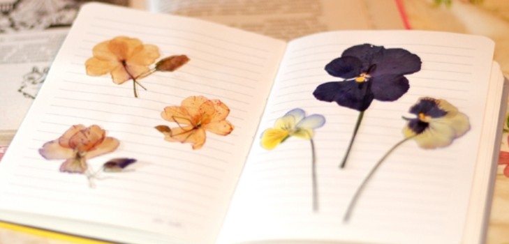 Erlernt, ein Herbarium und ein Album für ihn mit eigenen Händen zu machen