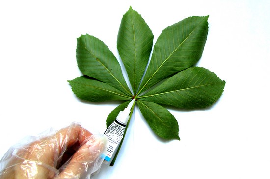 Erlernt, ein Herbarium und ein Album für ihn mit eigenen Händen zu machen