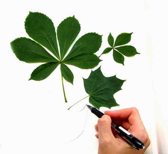 Erlernt, ein Herbarium und ein Album für ihn mit eigenen Händen zu machen