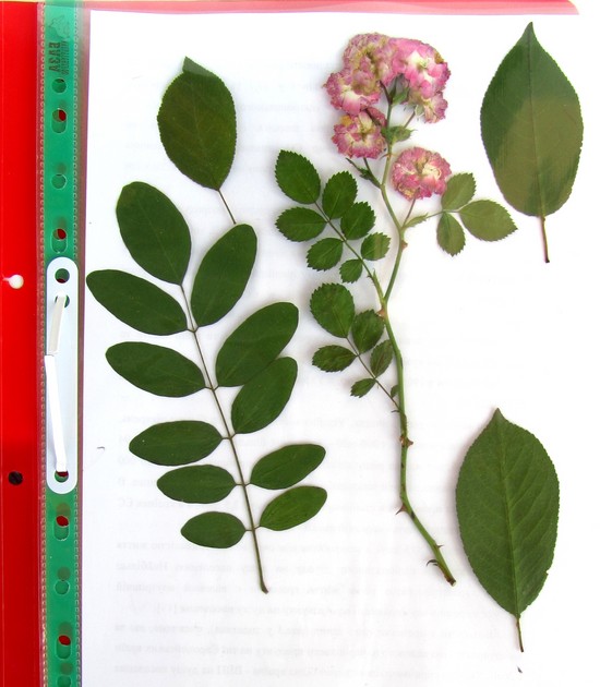 Erlernt, ein Herbarium und ein Album für ihn mit eigenen Händen zu machen