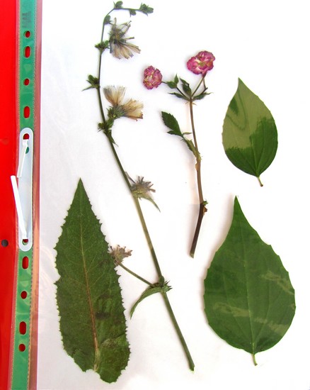 Erlernt, ein Herbarium und ein Album für ihn mit eigenen Händen zu machen