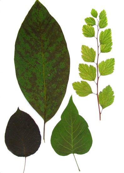 Erlernt, ein Herbarium und ein Album für ihn mit eigenen Händen zu machen