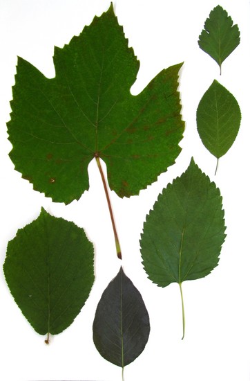 Erlernt, ein Herbarium und ein Album für ihn mit eigenen Händen zu machen