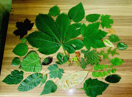 Wie man ein Herbarium mit eigenen Händen macht. Herbarium für die Junior School