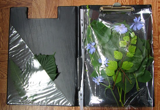 Erlernt, ein Herbarium und ein Album für ihn mit eigenen Händen zu machen