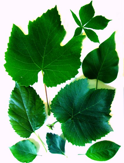 Erlernt, ein Herbarium und ein Album für ihn mit eigenen Händen zu machen