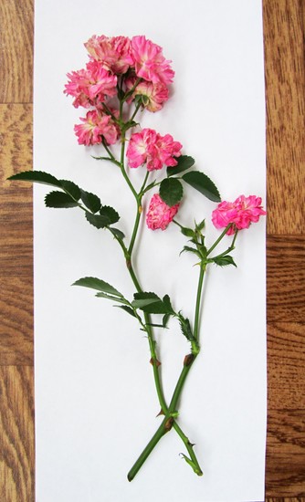 Erlernt, ein Herbarium und ein Album für ihn mit eigenen Händen zu machen