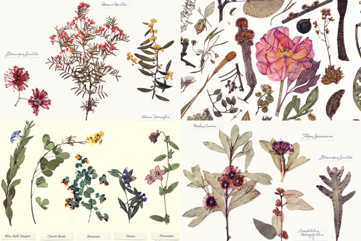 Wie man ein Herbarium von Blättern herstellt und anordnet