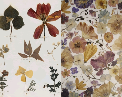 Wie man ein Herbarium von Blättern herstellt und anordnet