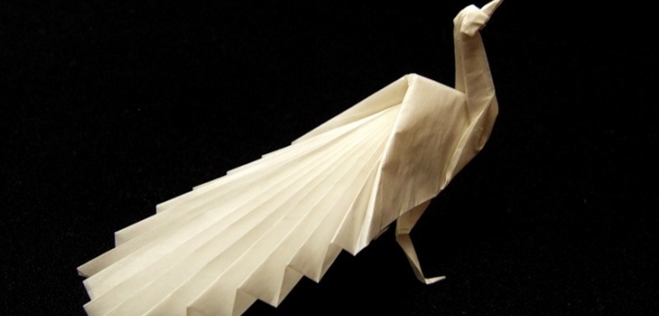 schöner Pfau