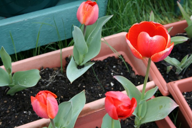 Tulpen im Haus