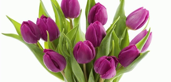 Tulpen im Haus