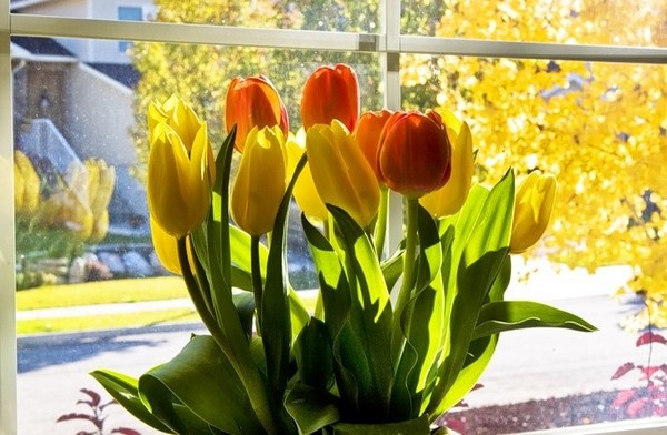 Tulpen im Haus