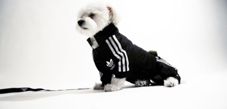 Warmes Fleece für einen Hund