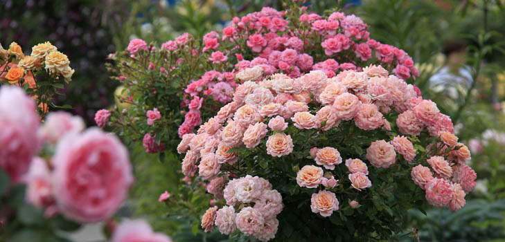 Wie man Rosen düngt: praktische Ratschläge