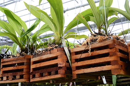 Auf dem Stiel der Orchidee befinden sich Schlafknospen Auf dem Stiel der Orchidee befinden sich Schlafknospen