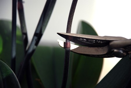 In ein paar Monaten wird Ihre Orchidee wieder blühen In ein paar Monaten wird Ihre Orchidee wieder blühen