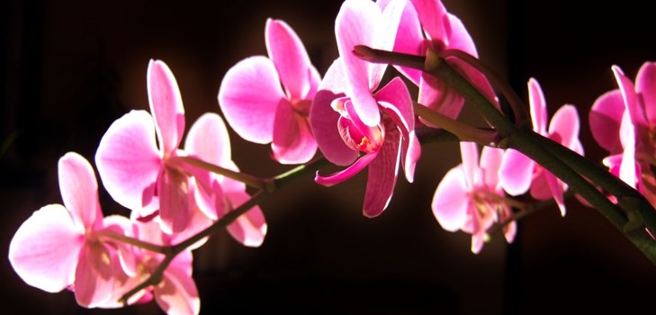 Orchidee: Pflege nach der Blüte Orchidee: Pflege nach der Blüte