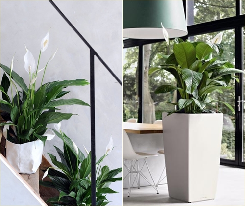 Krankheiten und Behandlung von Spathiphyllum