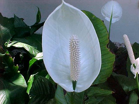 Transplantation Spathiphyllum