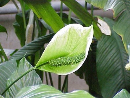 Pflege für das Spathiphyllum im Haus Pflege für das Spathiphyllum im Haus