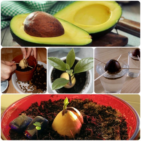 Wie Avocado aus einem Stein wachsen