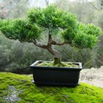 Wie man einen Bonsai anbaut