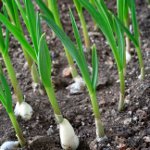Wie man Knoblauch anbaut