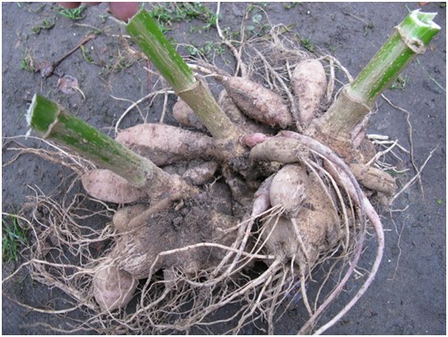 geschnittene Dahlien
