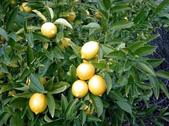 Wie man eine Zitrone zu Hause anbaut?