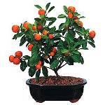 Wie man eine Mandarine aus einem Knochen wachsen lässt Wie man eine Mandarine aus einem Knochen wachsen lässt