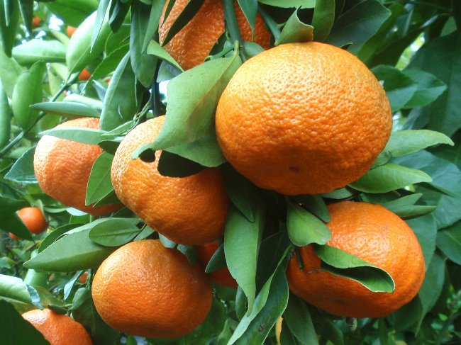 Wie man eine Mandarine aus einem Knochen wachsen lässt