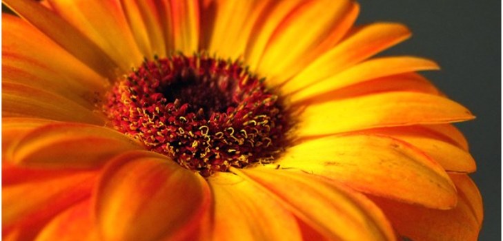 schöne Gerbera