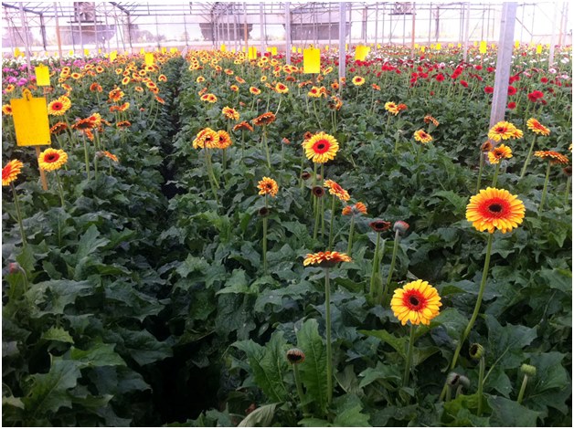 Plantage von Gerberas