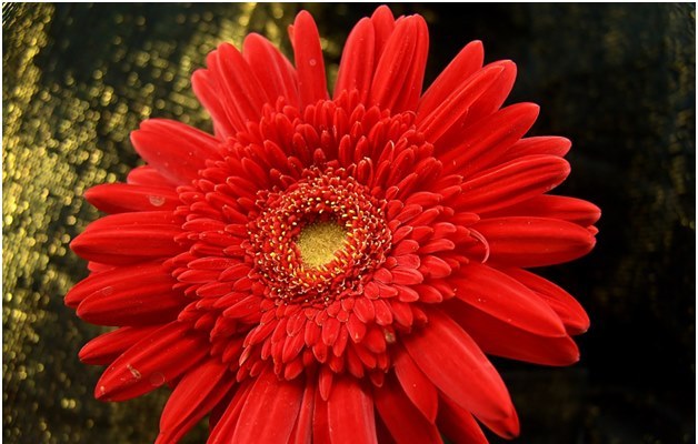 Wie man eine gesunde Gerbera in Ihrem Garten anbaut