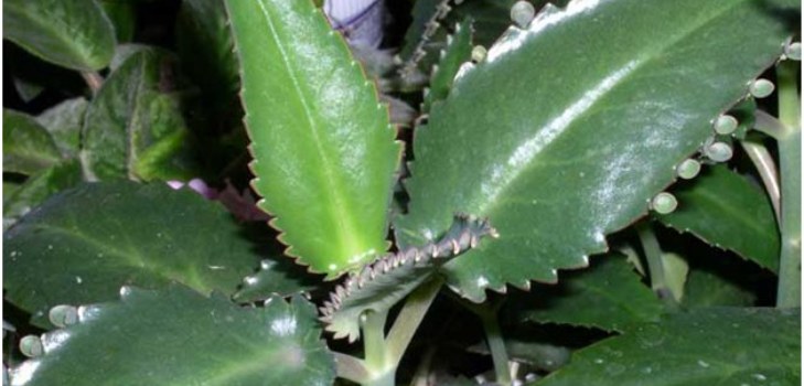 Kalanchoe Pflanze