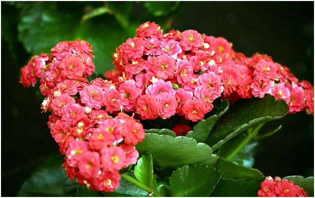 Kalanchoe Blume