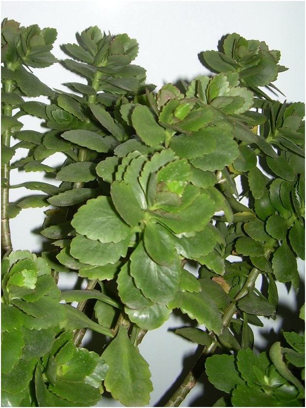Stecklinge von Kalanchoe