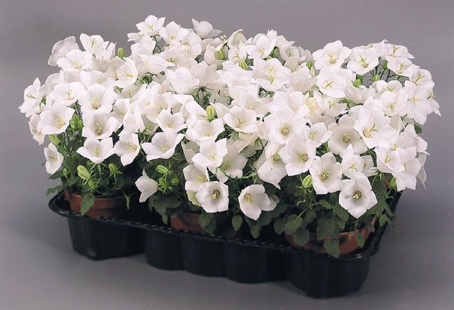Sich um die Campanula kümmern