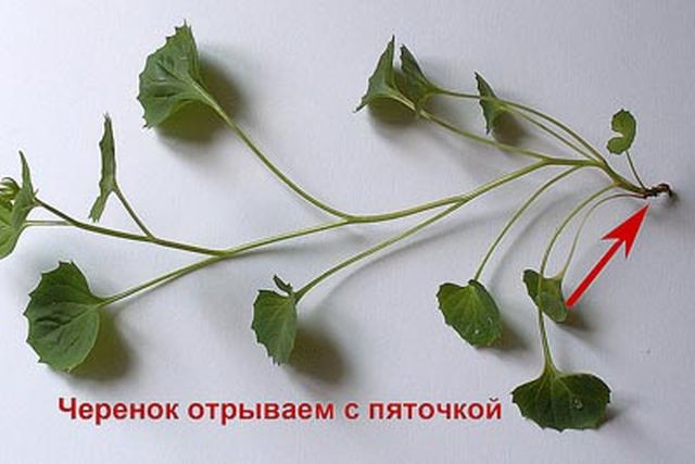 Sich um die Campanula kümmern
